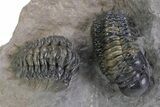 Detailed Crotalocephalina Trilobite - Atchana, Morocco #359590-2